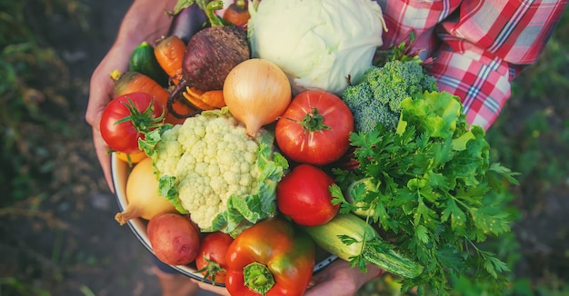 Um agricultor segura uma colheita de vegetais nas mãos