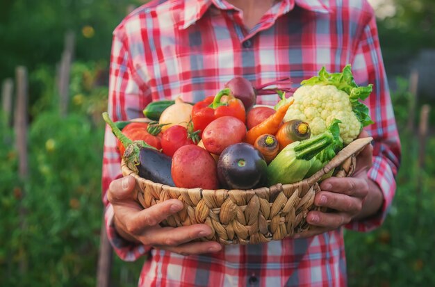 Um agricultor segura uma colheita de vegetais nas mãos