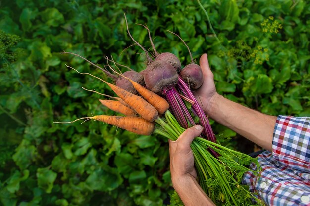 Um agricultor tem cenouras e beterrabas nas mãos. Foco seletivo.