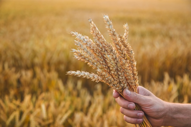 Um agricultor tem espigas de trigo na mão no campo. Foco seletivo.