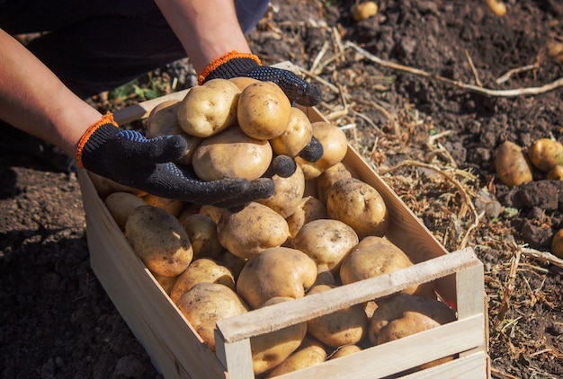 um agricultor tem uma batata nas mãos Foco seletivo Natureza