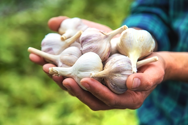 Foto um agricultor tem uma colheita de alho nas mãos. foco seletivo.