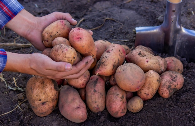 Um agricultor tem uma colheita de batata recém-colhida em suas mãos