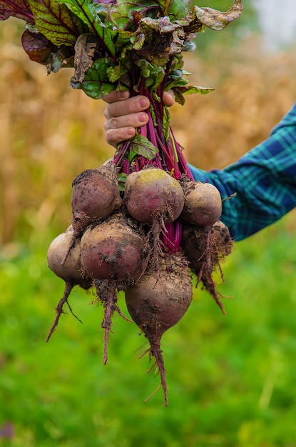 Um agricultor tem uma colheita de beterraba nas mãos. Foco seletivo. Comida.