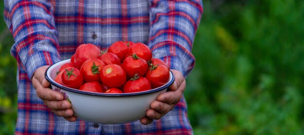 Um agricultor tem uma colheita de tomates nas mãos Foco seletivo