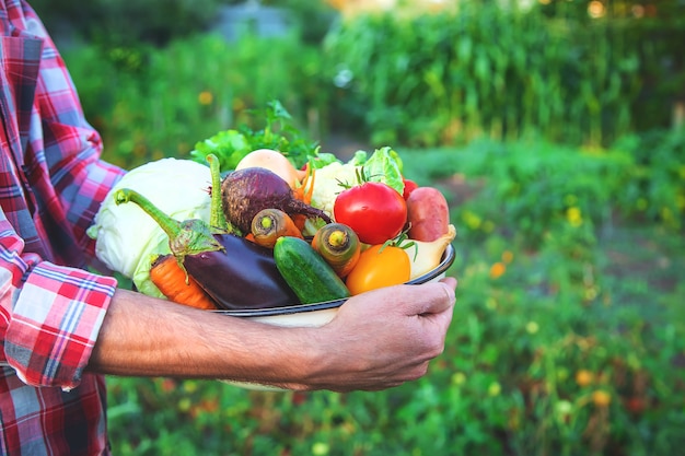 Um agricultor tem uma colheita de vegetais nas mãos. Foco seletivo. natureza.