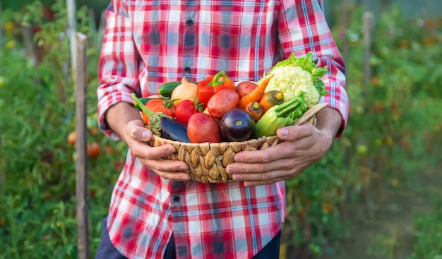 Um agricultor tem uma colheita de vegetais nas mãos. foco seletivo. natureza.