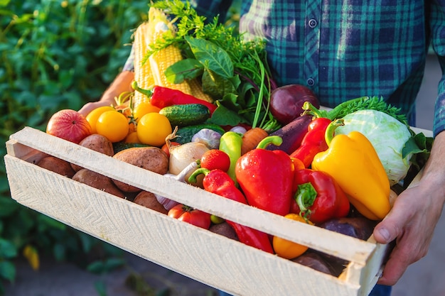 Um agricultor tem vegetais nas mãos. Foco seletivo. Comida.