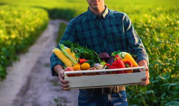 Um agricultor tem vegetais nas mãos. Foco seletivo. Comida.