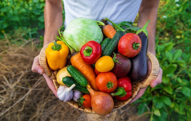 Um agricultor tem vegetais nas mãos. Foco seletivo.