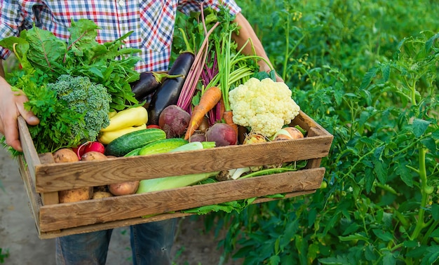 Um agricultor tem vegetais nas mãos no jardim. Foco seletivo. Comida.