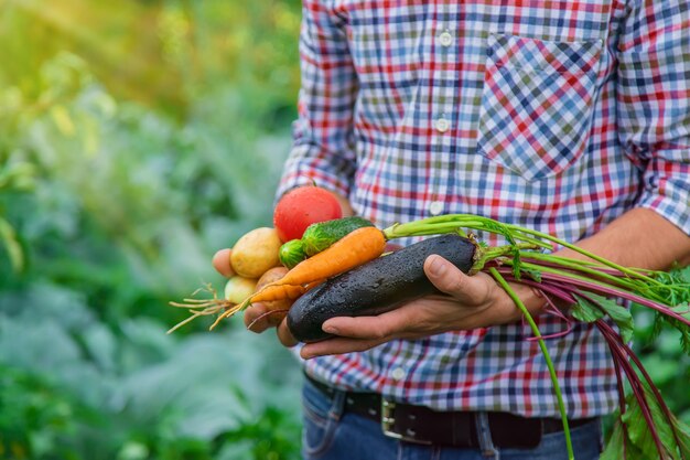 Um agricultor tem vegetais nas mãos no jardim. foco seletivo.