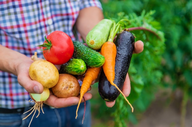 Um agricultor tem vegetais nas mãos no jardim. Foco seletivo.