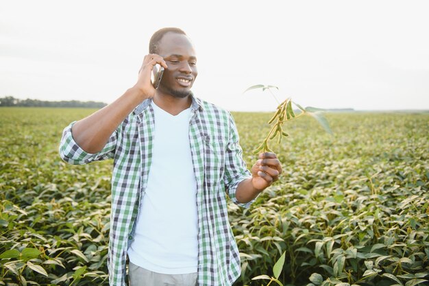 Um agrônomo africano em um campo de soja examina a colheita