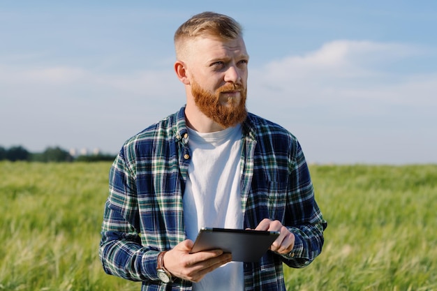 Um agrônomo masculino com barba e camisa xadrez caminha por um campo com trigo com um tablet durante uma inspeção Contra o pano de fundo de uma megapolis