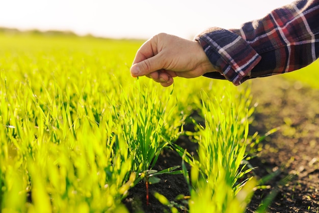 um agrônomo verifica os brotos jovens no campo conceito de agricultura