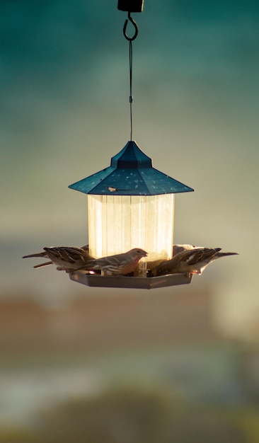 Um alimentador de pássaros com teto azul e luz branca.