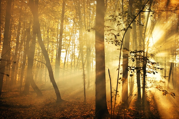 Um amanhecer maravilhoso na floresta de outono