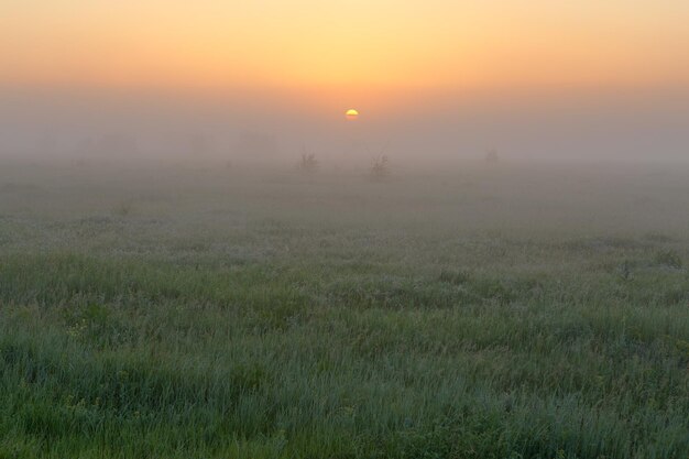 Um amanhecer no início da manhã na estepe com neblina