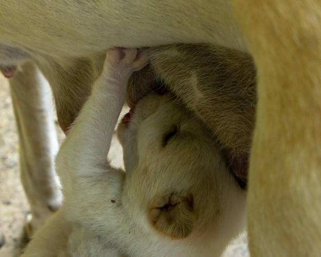 Um animal bebê branco