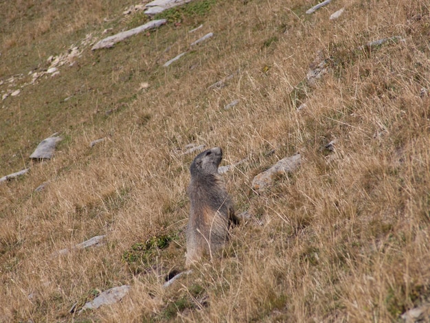 Um animal de pêlo cinza em uma colina