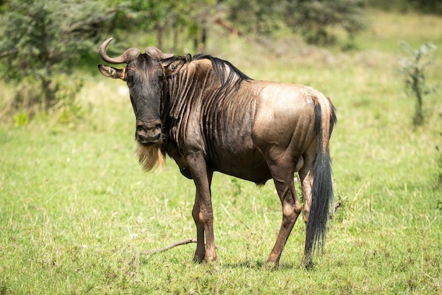 Um animal selvagem de pé em uma terra gramada