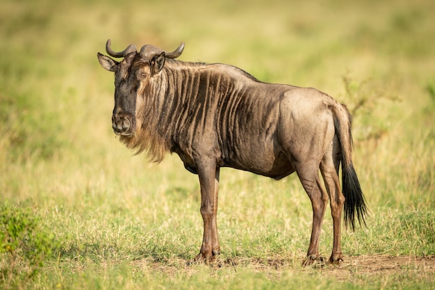 Um animal selvagem de pé em uma terra gramada