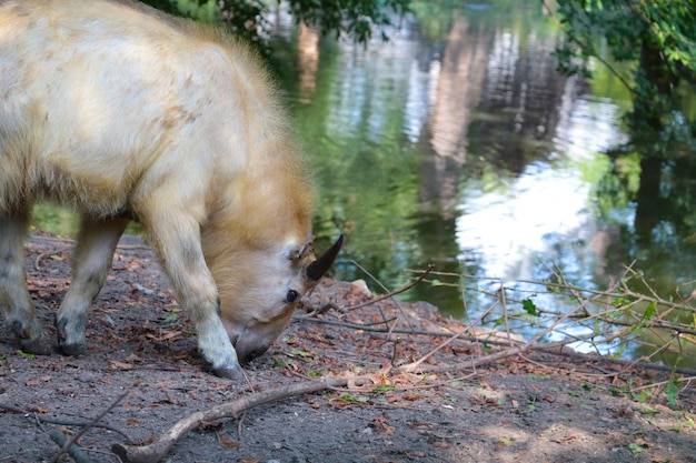 Um animal selvagem em um parque para animais na lagoa