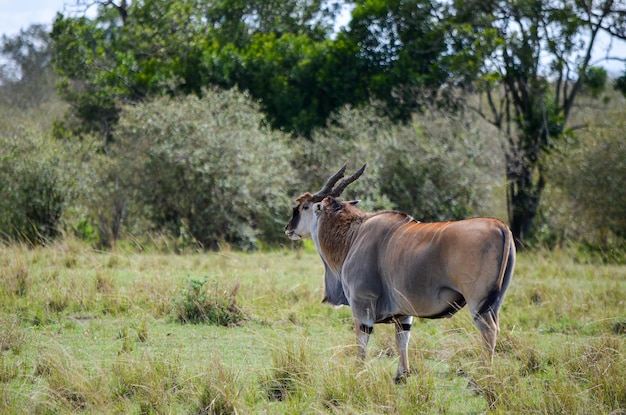 Um antílope eland em pé na savana Masai Mara Kenya África