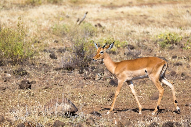 Um antílope no meio da savana do Quênia