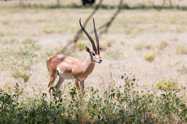 Um antílope no meio da savana