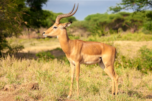 Um antílope parado na savana