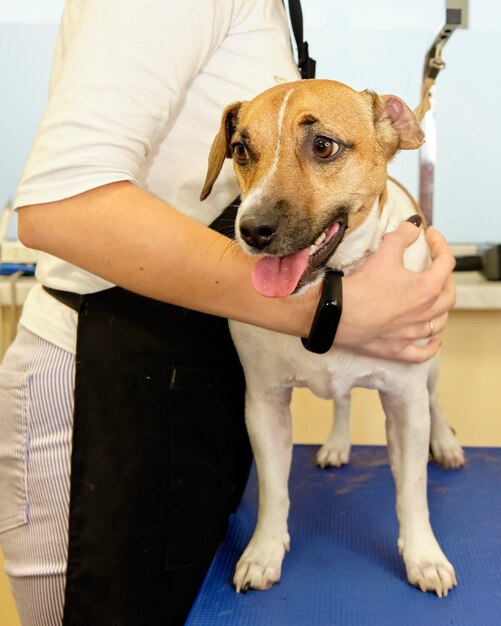 Um aparador feminino segura um jack russell com a mão.