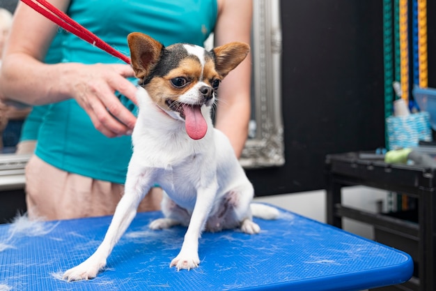 Um aparador penteia o subpêlo de um chihuahua durante a muda