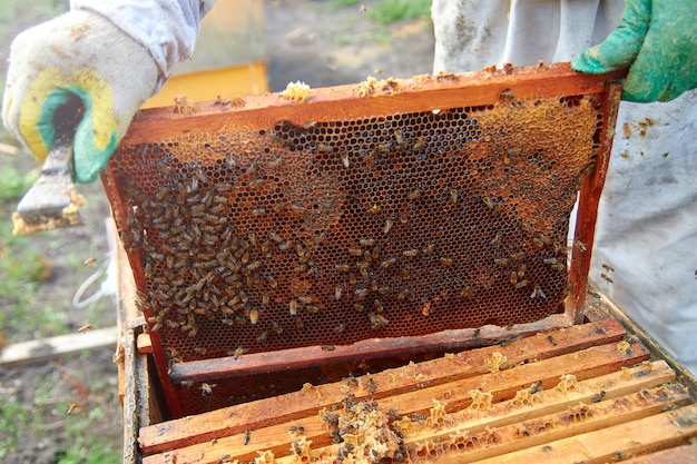Um apicultor de terno verificando quadros com favos de mel e mel