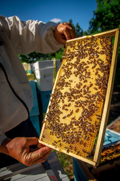 Um apicultor em um apiário segurando um quadro com mel e abelhas