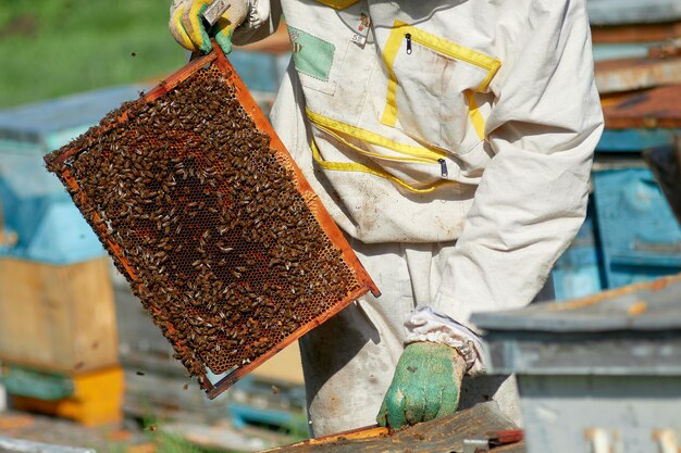 Um apicultor em um apiário verifica colmeias com abelhas