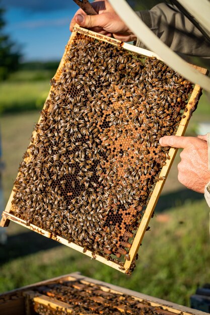 Foto um apicultor segura um feixe de colmeia com abelhas