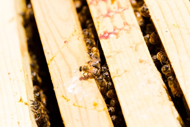Um apicultor verificando sua colmeia.