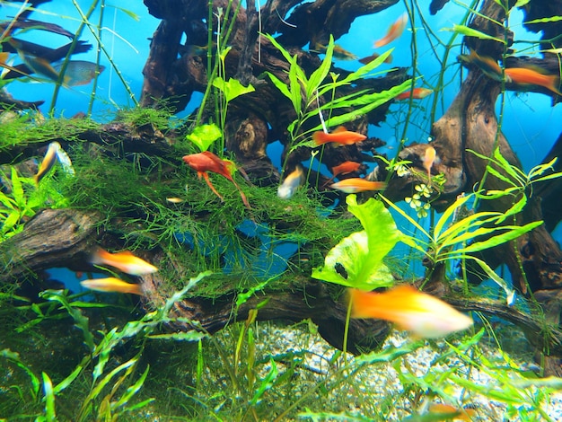 Um aquário com muitos peixes