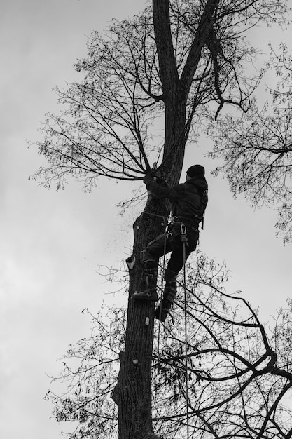 Um arborista corta uma tília alta e seca, um trabalho com alto risco de vida