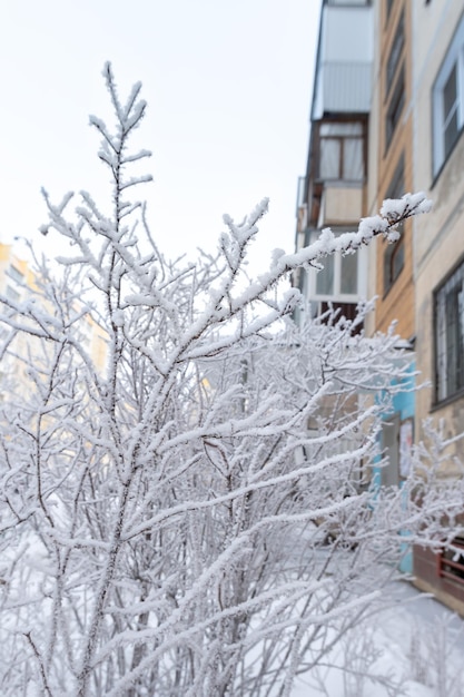 Um arbusto coberto com a primeira neve fofa perto da casa no quadro vertical da rua Belos arbustos cobertos de neve no inverno