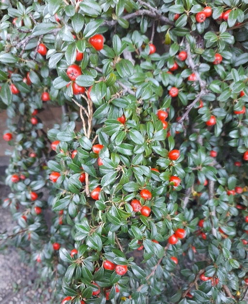 Foto um arbusto com bagas vermelhas e um arbusto verde com bagas vermelhas.