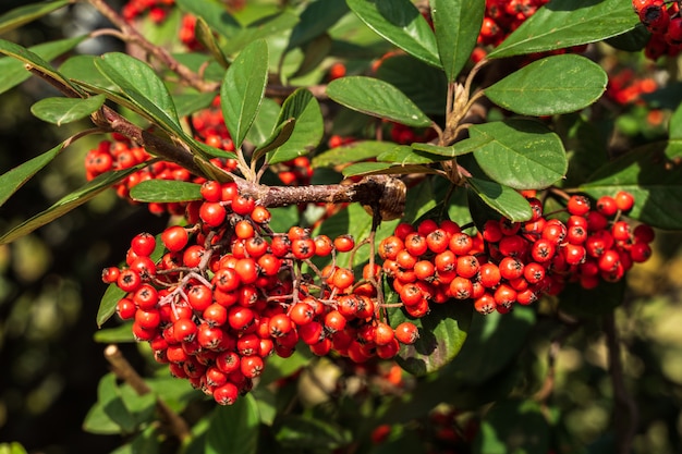 Um arbusto com bagas vermelhas grandes de Rowan.