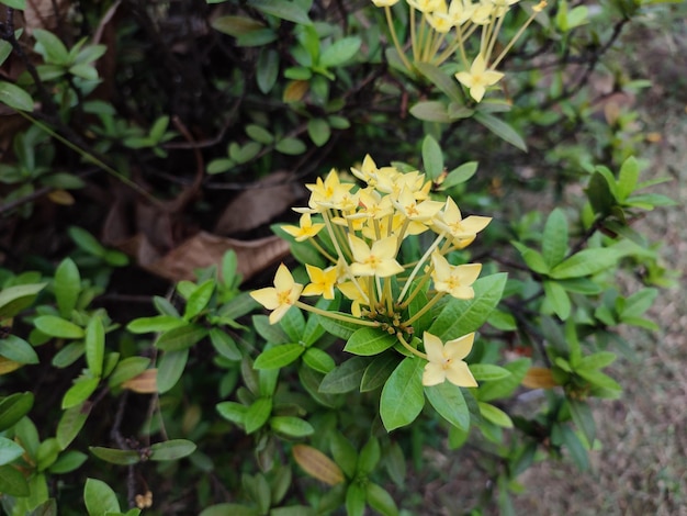Um arbusto com flores amarelas e folhas verdes