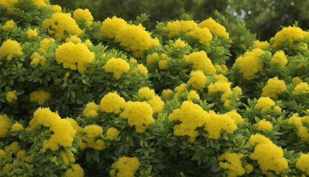 um arbusto com flores amarelas