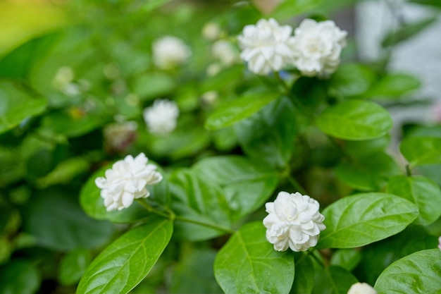 Um arbusto com flores brancas que diz 'bougainvillea' nele