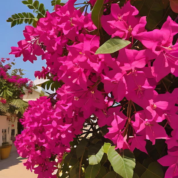 Foto um arbusto com flores cor-de-rosa que dizem bougainvillea