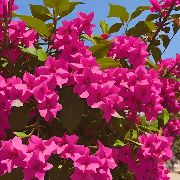 Foto um arbusto com flores cor-de-rosa que dizem bougainvillea