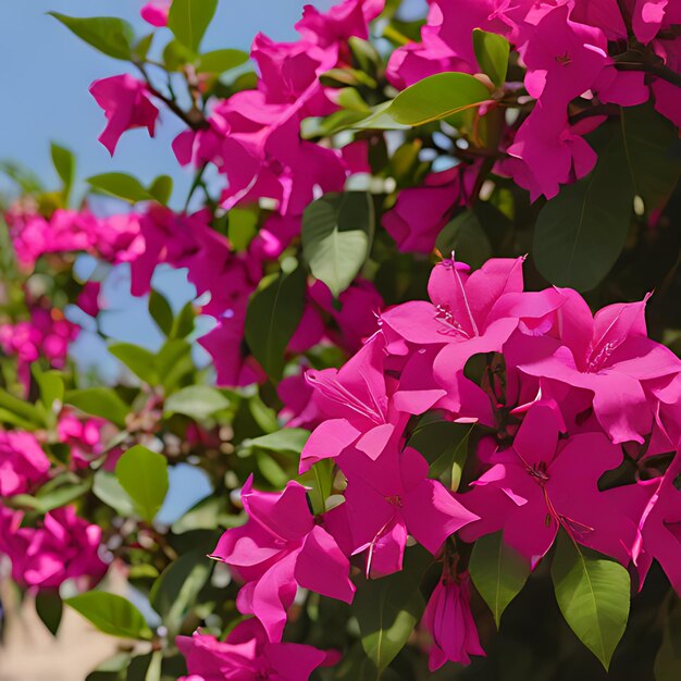 um arbusto com flores cor-de-rosa que dizem bougainvillea